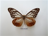 藏品(大絹斑蝶)的圖片